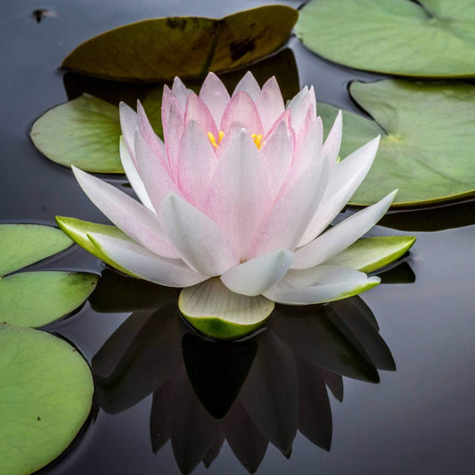 Massage Naturel : Guide Complet du Bien-Être et de la Relaxation